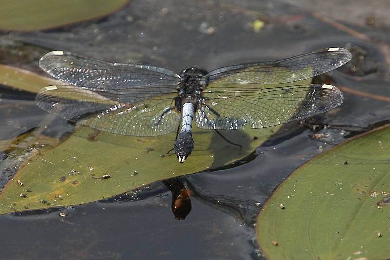 J18_0701 Leucorrhinia caudalis male.JPG